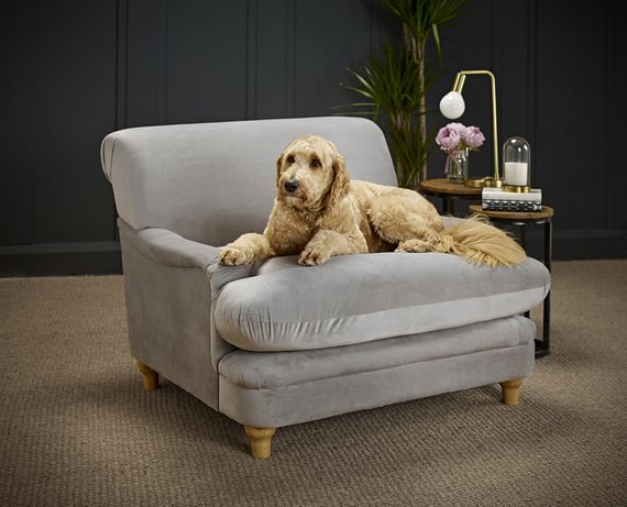 plumpton grey velvet armchair room shot